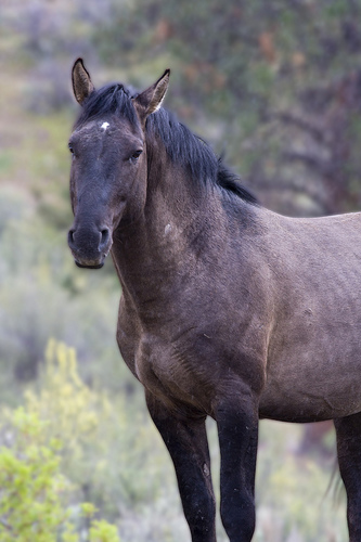 Photo of Equus caballus by Brian Klinkenberg